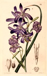 Lavender Mountain Lily Lily-of-the-Altai (1844)