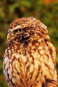 Night bird hunter rapid