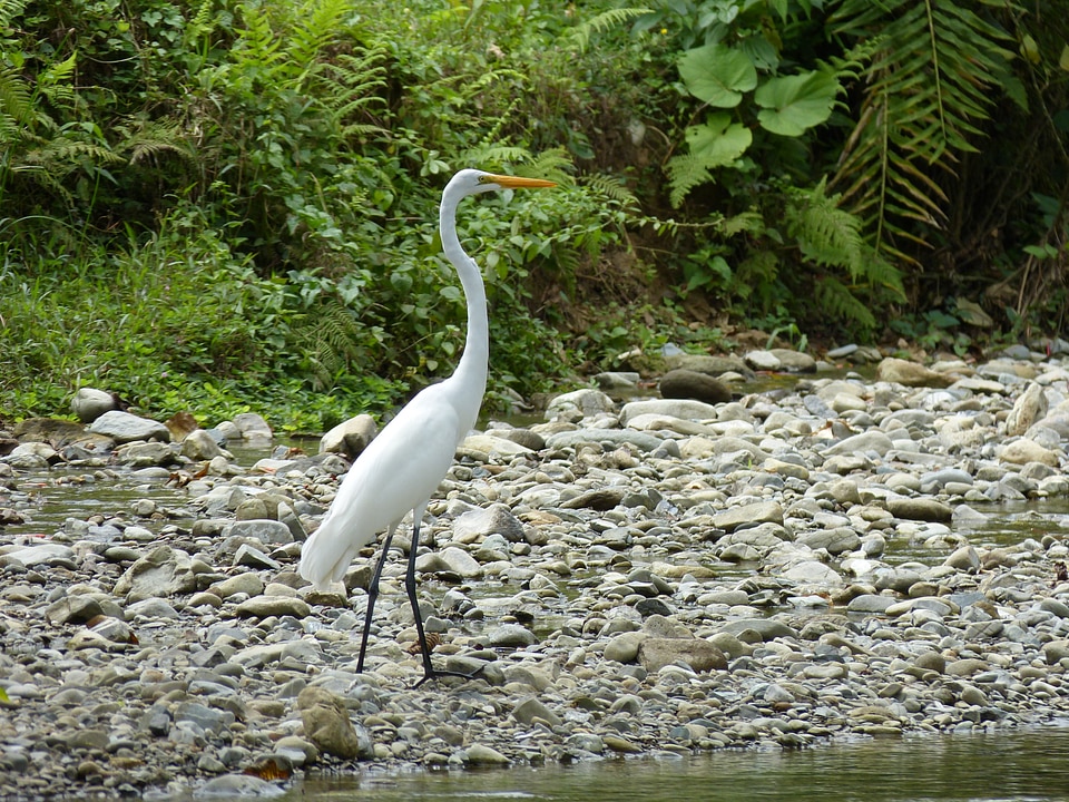 River scree rainforest