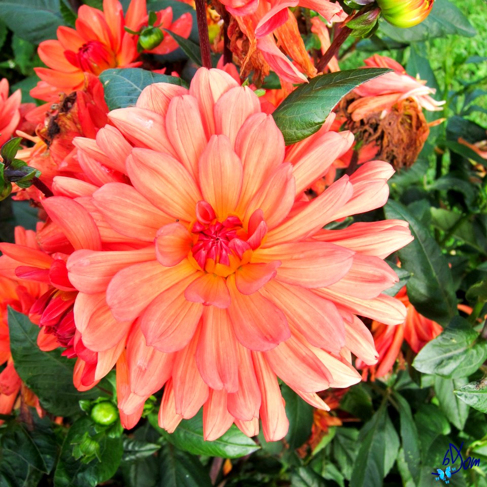 Dahlias