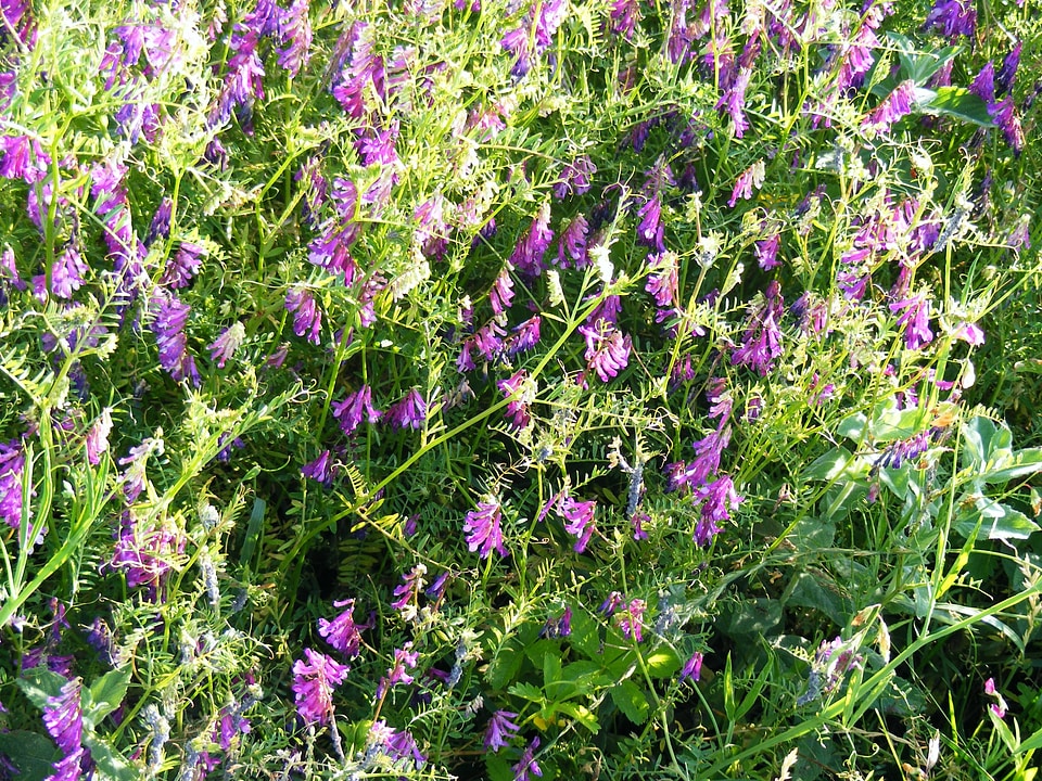 Blossom bloom petals