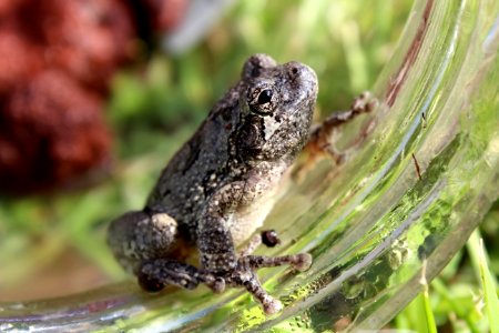 Frog 1