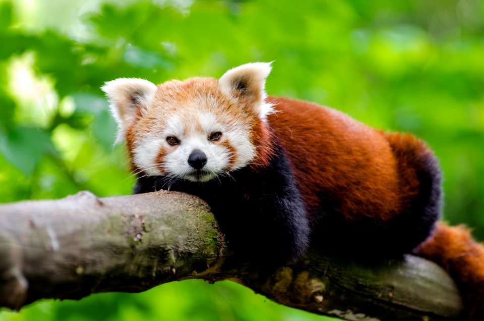 Red Panda photo