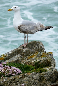 Bird seagull nature