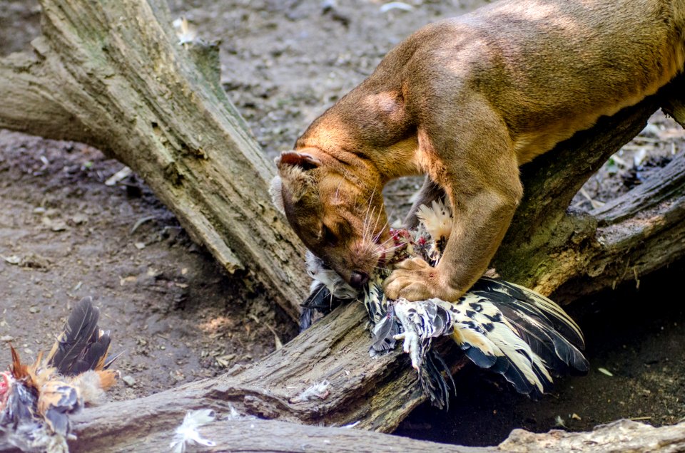 Fossa