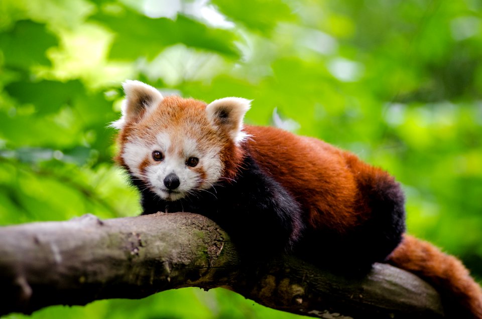 Red Panda photo