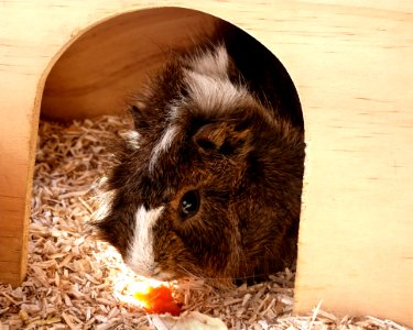 Koko Loves His Treats