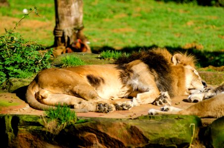 Sleeping Lion photo