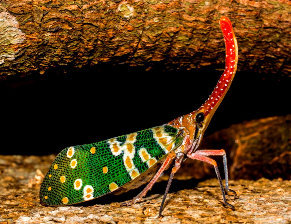 Green Yellow And Red Multicolored Insect In Close Up Photography