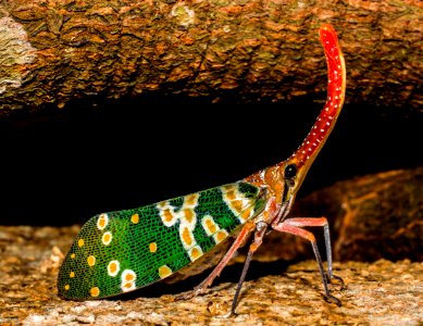Green Yellow And Red Multicolored Insect In Close Up Photography photo