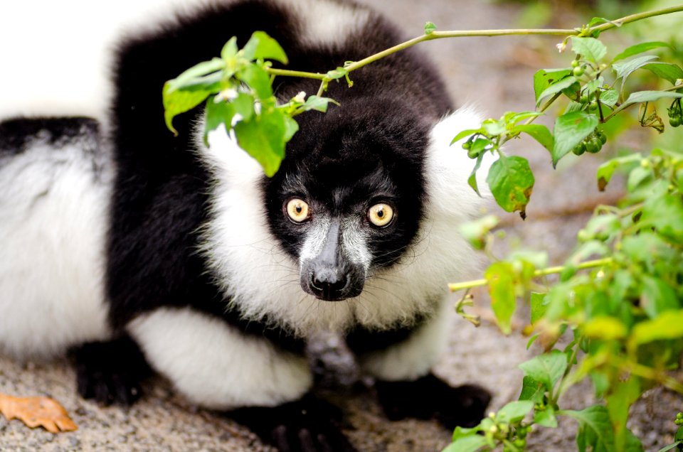 Black And White Ruffed Lemur
