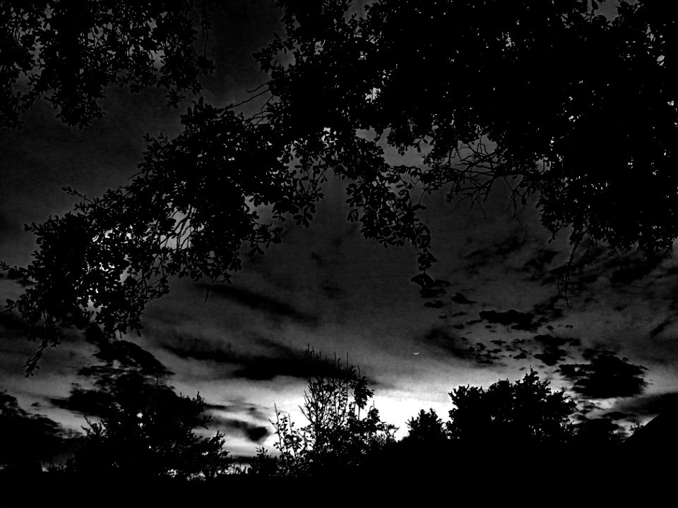 Silhouette Of Trees At Night