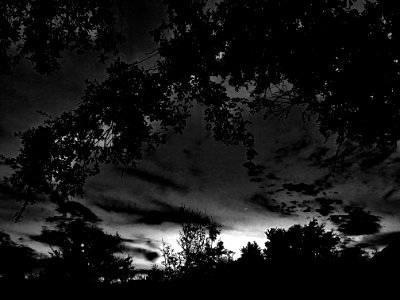 Silhouette Of Trees At Night