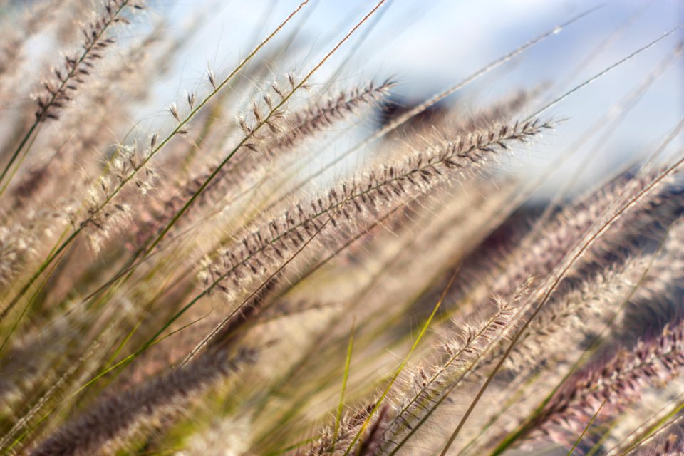Macro Of Grass