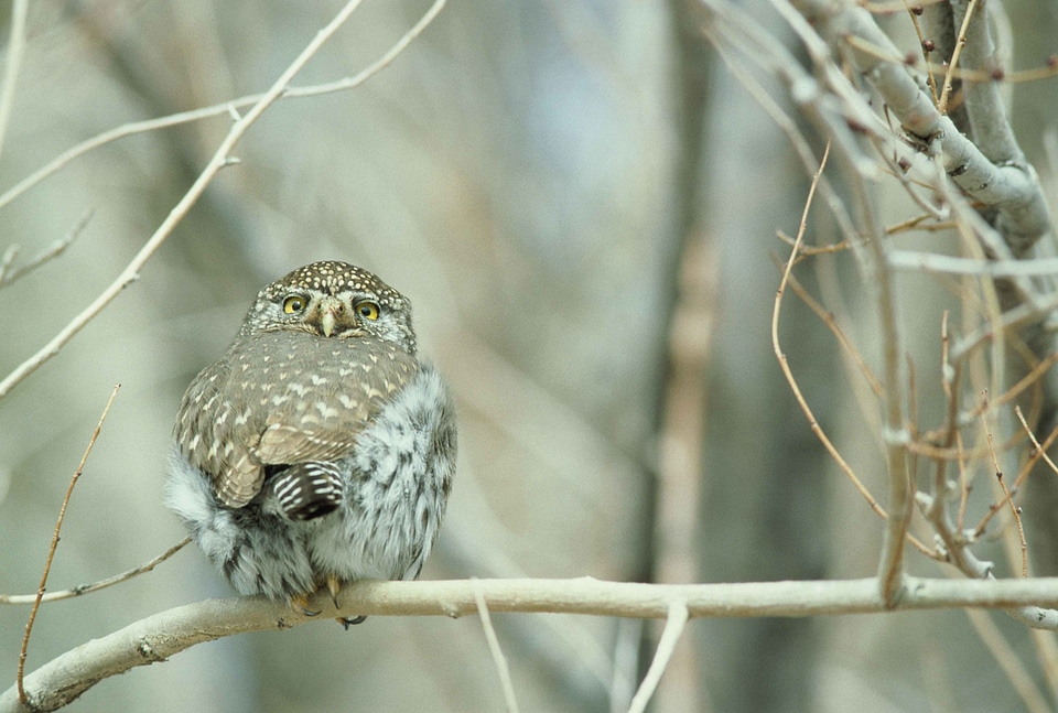 Pygmy northern owl