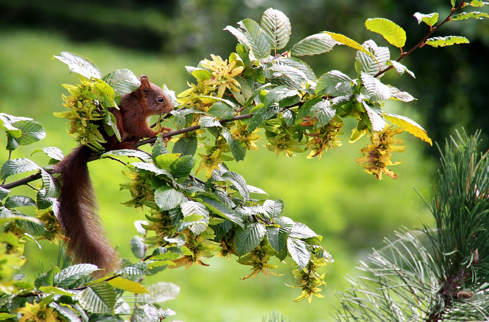 Squirrel leaves animal