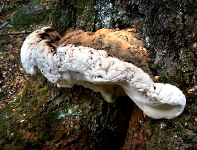 Bracket Fungi photo