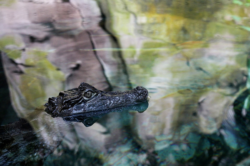 Crocodile water reflection