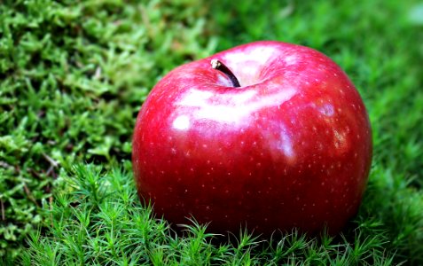 Shallow Focus Photography Of Red Apple In Green Grass photo