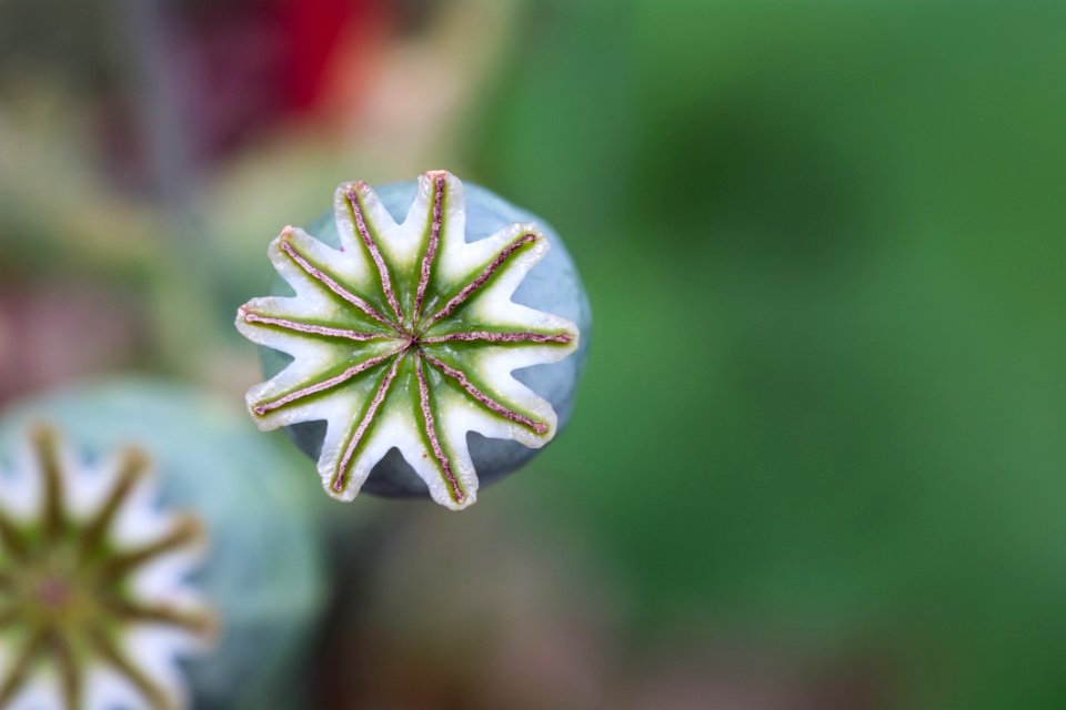 Abstract Starry Shape