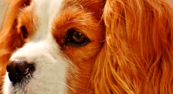 Tan White Cavalier King Charles Spaniel photo