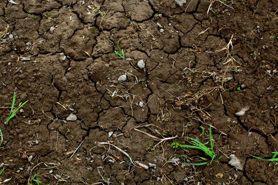 Green Grass On Dry Brown Soil photo