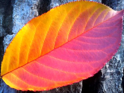 Yellow And Purple Leaf