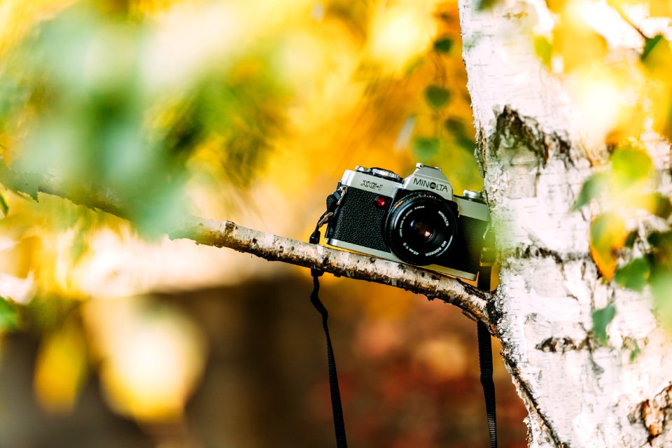 Shallow Focus Photography Of Silver And Black Dslr Camera On Brown Trunk