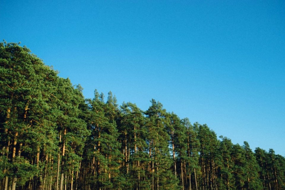 In The Forest