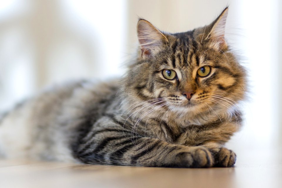 Portrait Of Tabby Cat