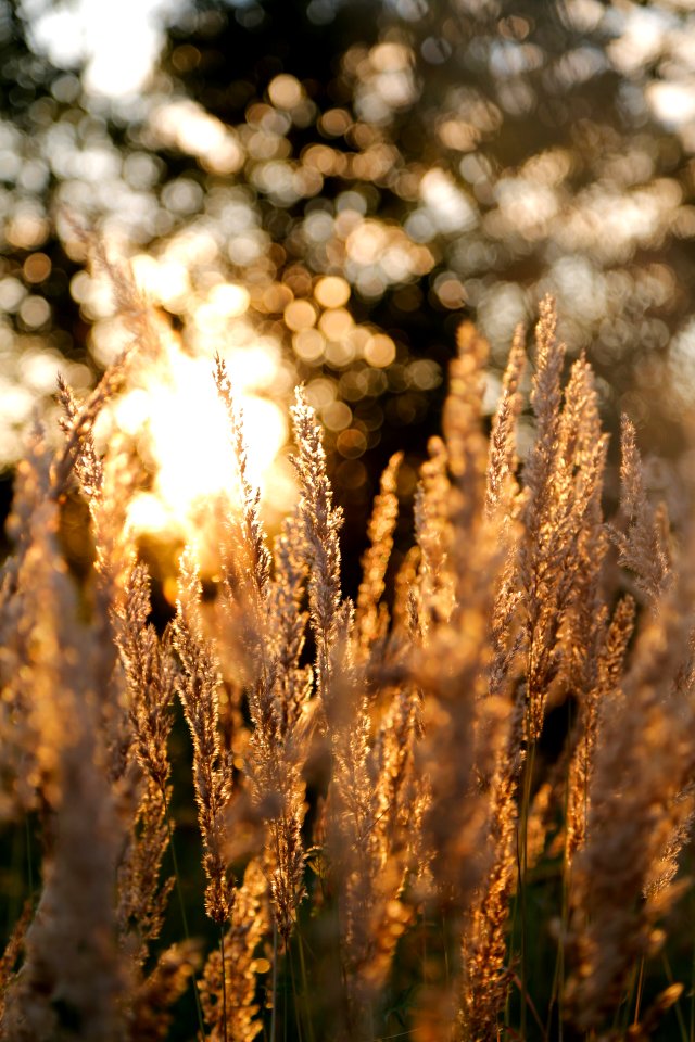 Selective Focus Of Brown Plant