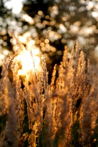Selective Focus Of Brown Plant