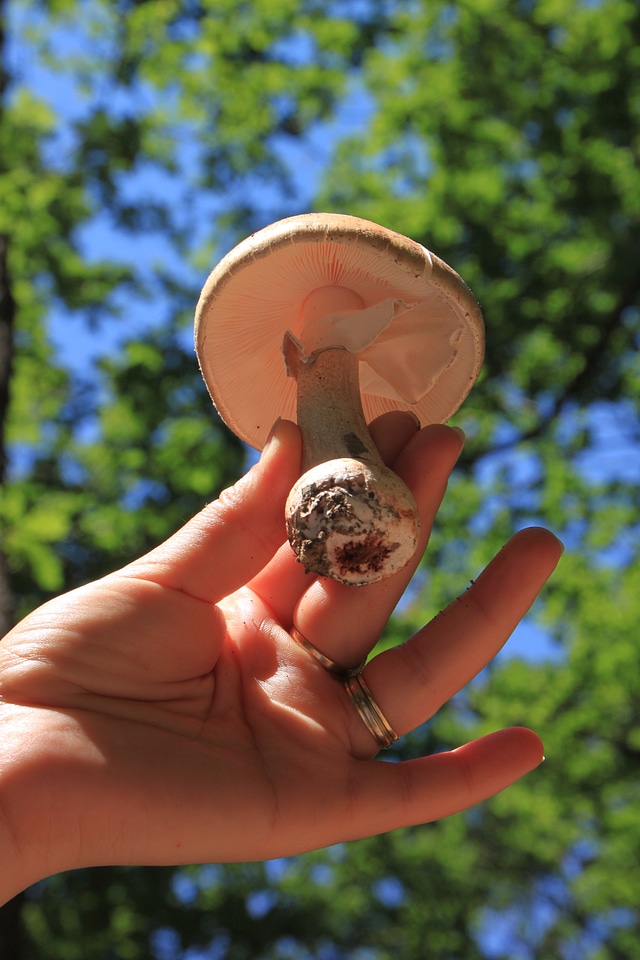 Hand fungus vegetable