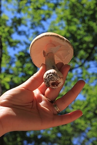 Hand fungus vegetable