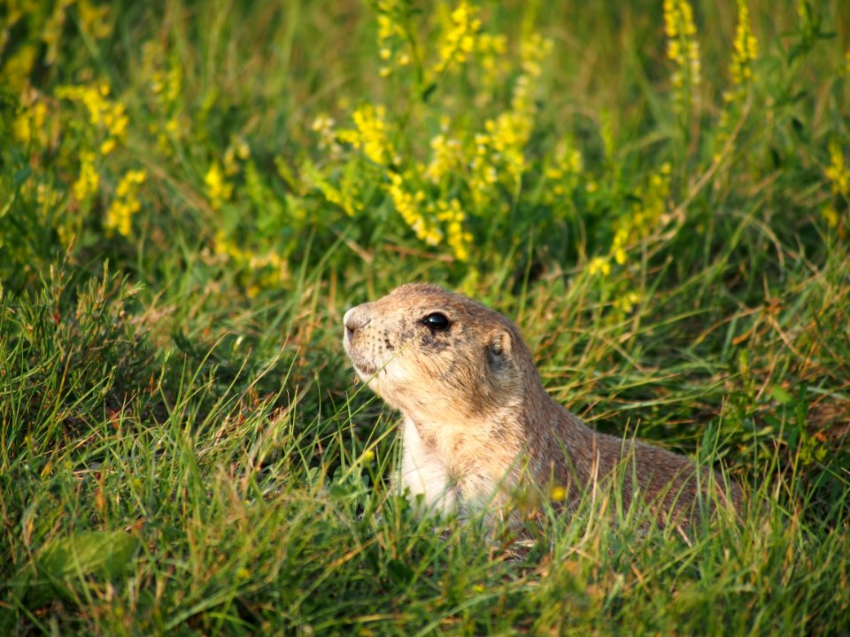 Prairie Dog Hiding