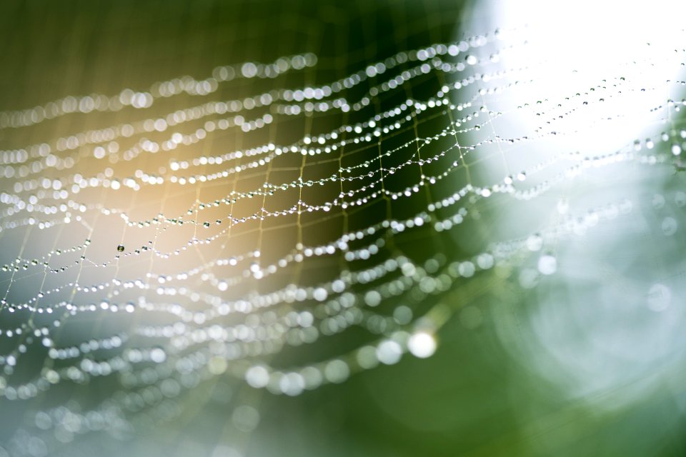 Dew Drops On A Spiderweb