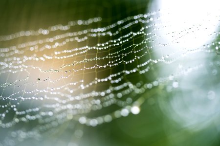 Dew Drops On A Spiderweb photo