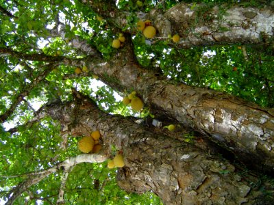 Jackfruit Tree