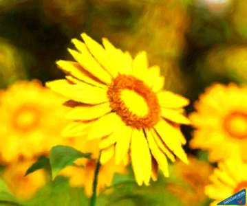 Sunflower - ID 16218-130647-2498