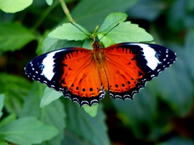 The Leopard Lacewing (Cethosia Cyane) photo