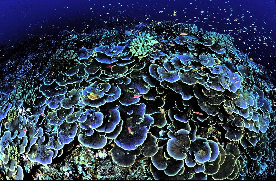 Montipora swirls underwater