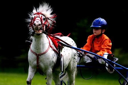 White Black Horse With Boy photo