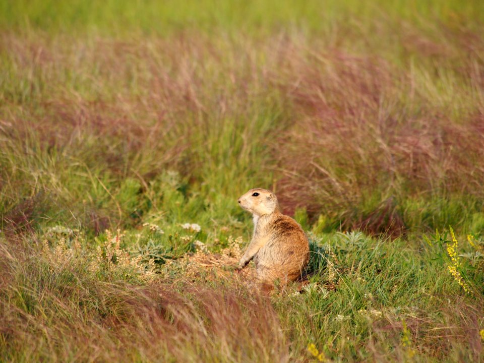 Prairie Dog In Grass