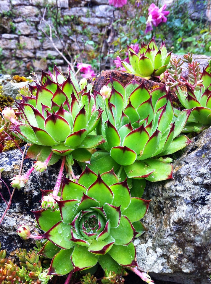Rock plant garden nature