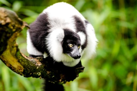 Black And White Ruffed Lemur photo