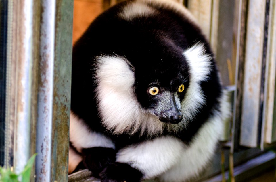Black And White Ruffed Lemur