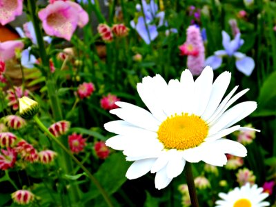 Daisy In The Garden