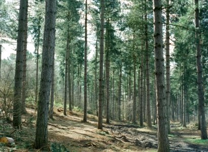 Pine Trees In Forest