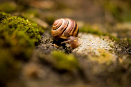 Snail Closeup photo