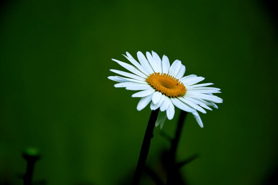 Yellow And White Daisy Flower